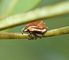 Iptergonus bifurcatus