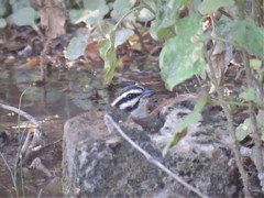Emberiza capensis cinnamomea