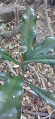 Eupomatia bennettii
