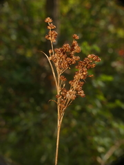 Juncus biflorus