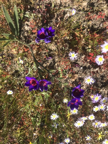 Babiana regia