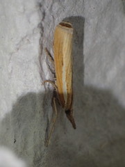 Agriphila selasella