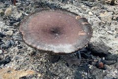 Neolentinus dactyloides