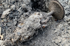 Neolentinus dactyloides