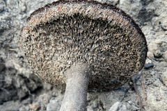 Neolentinus dactyloides