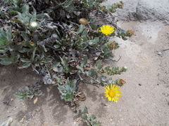 Grindelia stricta platyphylla