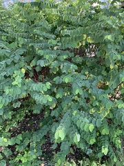 Phyllantheae