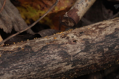 Hymenoscyphus calyculus