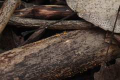 Hymenoscyphus calyculus