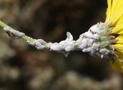 Phenacoccus peruvianus