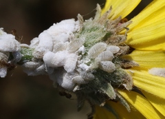 Phenacoccus peruvianus