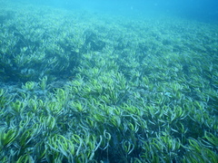Cymodoceaceae