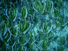 Cymodoceaceae