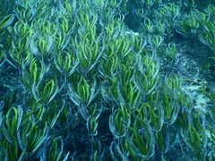 Cymodoceaceae