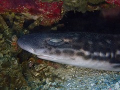 Atelomycterus marmoratus