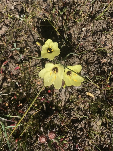 Geissorhiza purpureolutea