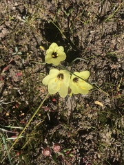 Geissorhiza purpureolutea
