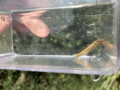 Wuyanling Goby photo 4