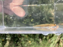 Wuyanling Goby photo 5