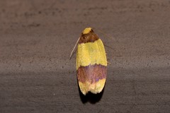 Heterallactis euchrysa