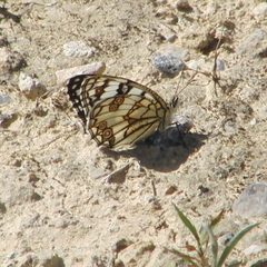 Melanargia ines