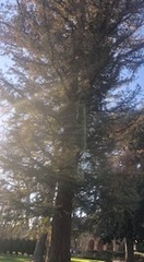 Tracheophyta