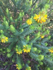 Pultenaea stipularis