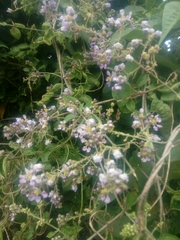 Mascagnia polybotrya