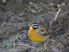 Emberiza flaviventris flaviventris