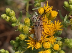 Crossidius testaceus