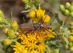 Crossidius testaceus