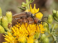 Crossidius testaceus