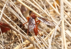 Saropogon luteus