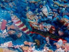 Amblyeleotris wheeleri