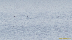 Aechmophorus occidentalis