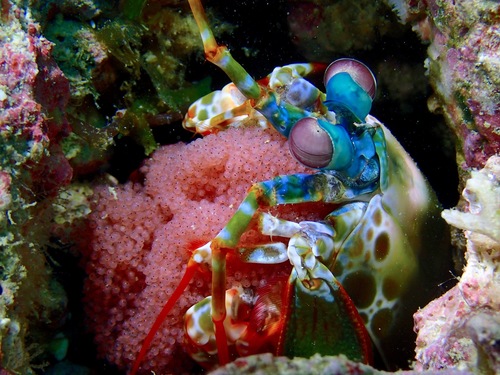 Mantis Shrimp
