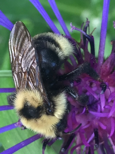 Indiscriminate Cuckoo Bumble Bee photographed in Montana