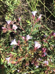 Lobostemon glaucophyllus