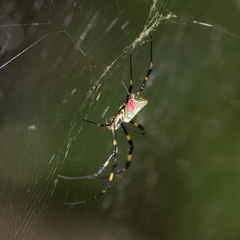 Trichonephila clavata