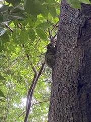 Anomalurus beecrofti