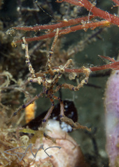 Pallenopsis macneilli
