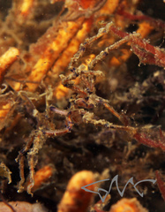 Pallenopsis macneilli