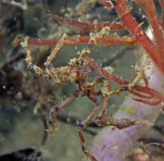 Pallenopsis macneilli