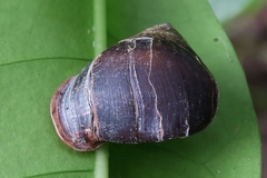 Pythia