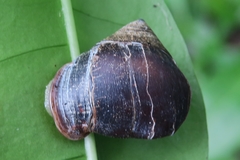 Pythia