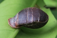 Pythia