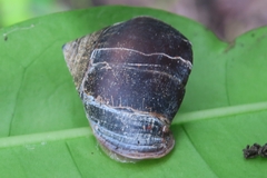 Pythia
