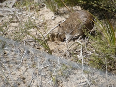 Isoodon obesulus obesulus