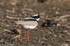 Vanellus cayanus