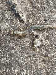 Rhyacophiloidea